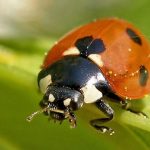 Beetle Pest Control