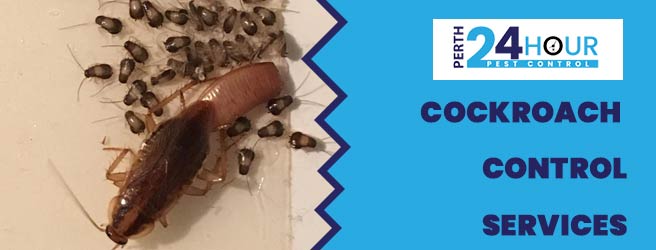 Cockroach Control Services