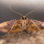 Moths Pest Control