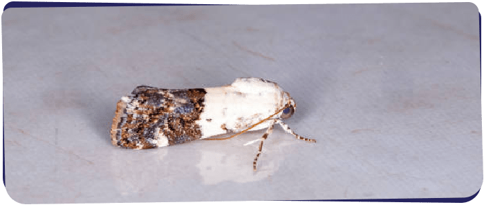 Moth Control Perth