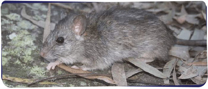 Rodent Control Perth