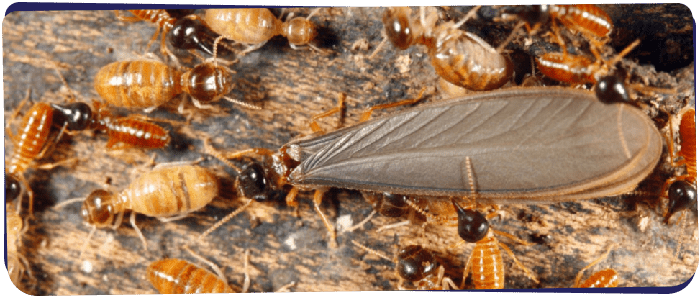 Termite Control Perth