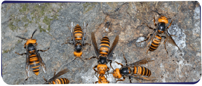 Wasp Removal Perth
