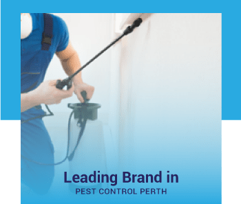 Perth's Best Pest Control Company