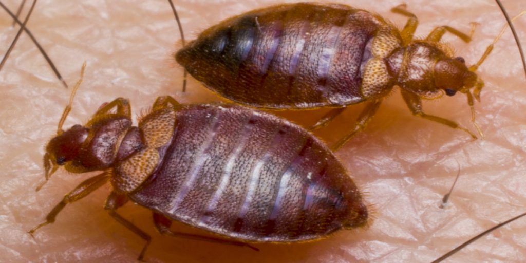 Bed Bug Control